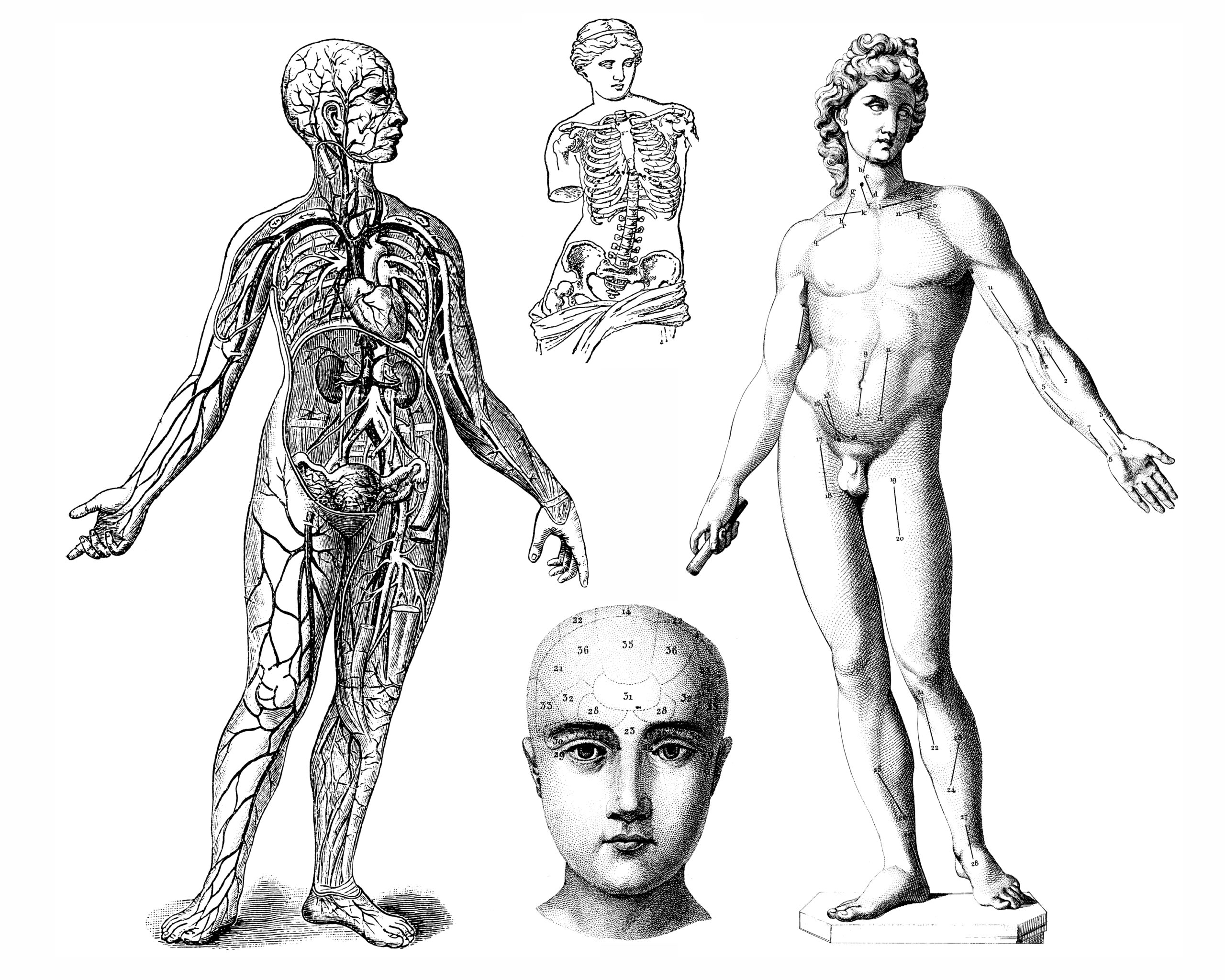 Anatomia e Fisiologia do Corpo Humano