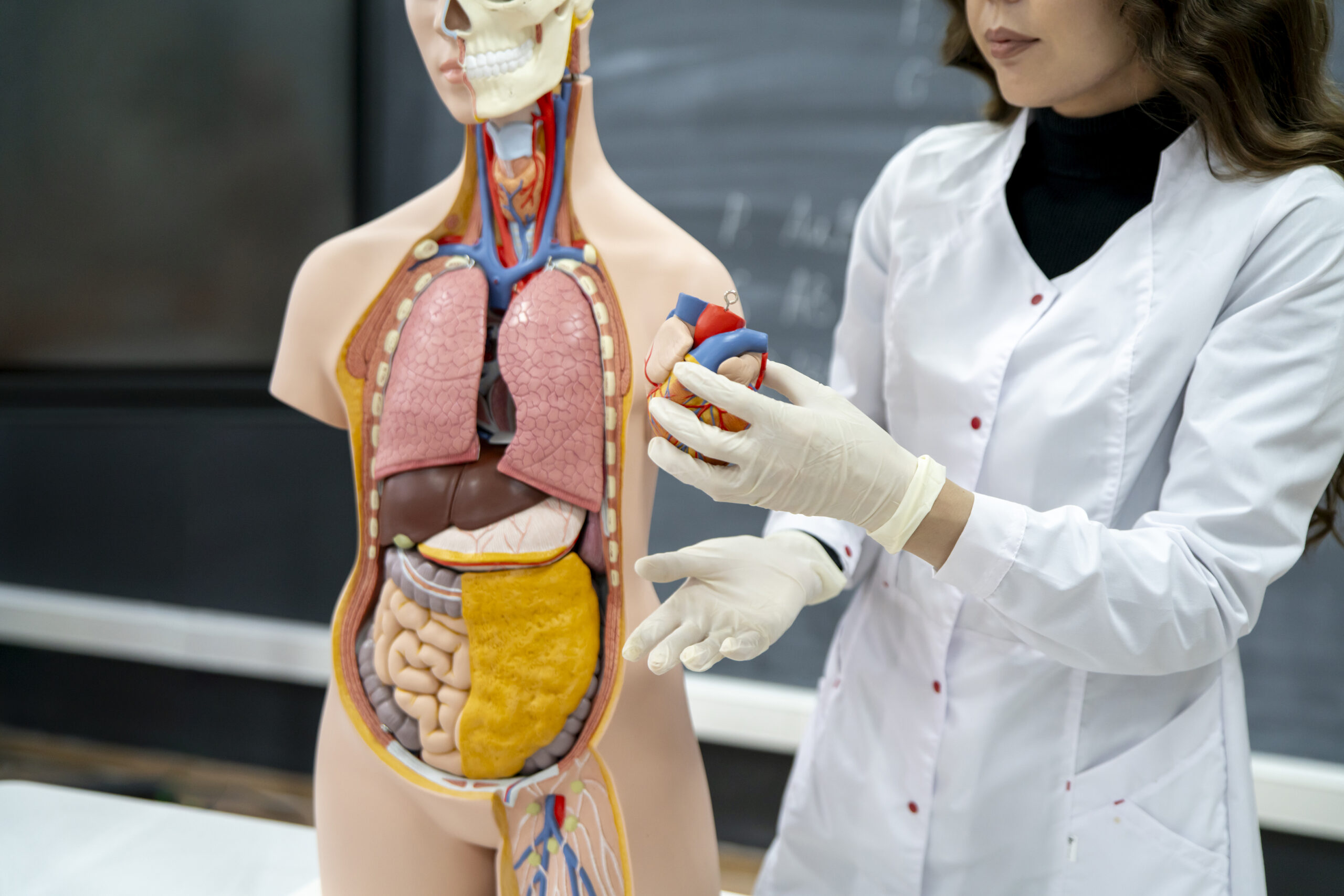 Sistemas do corpo humano: lista completa, funções e resumo para Enem e vestibulares