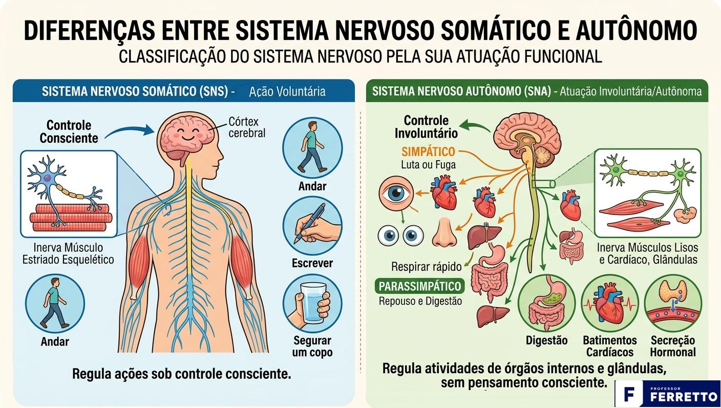 Imagem apresentando as diferenças entre sistema nervoso somático e autônomo.