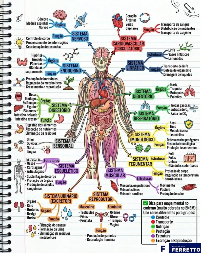 Sistemas do corpo humano: lista completa, funções e resumo para Enem e ...