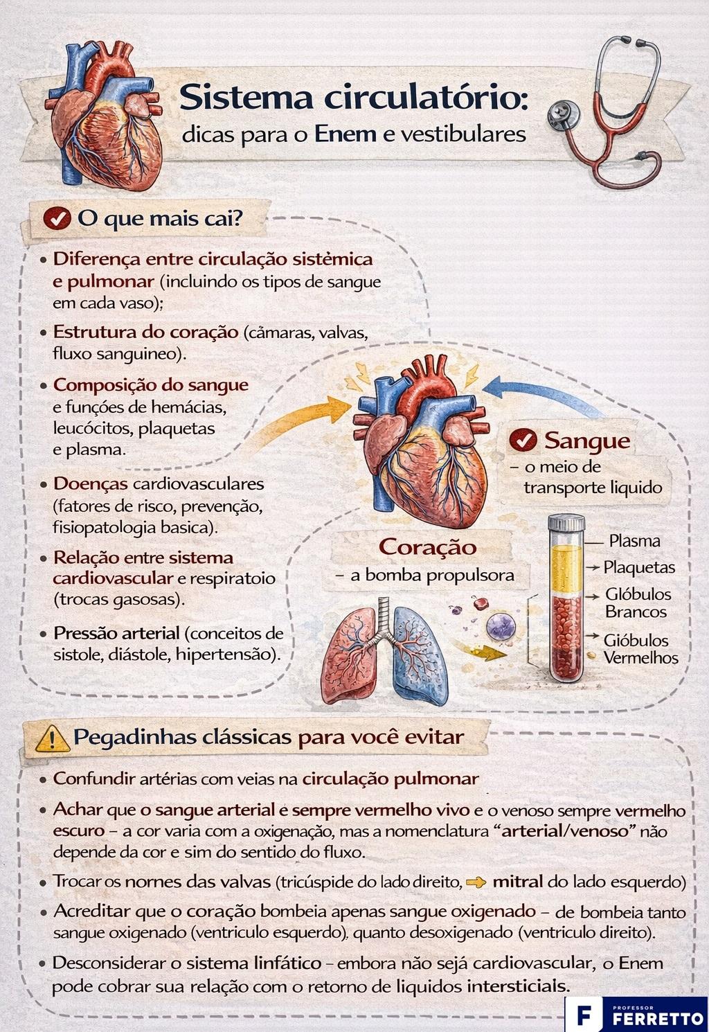 Infográfico contendo dicas sobre o tema Sistema Circulatório para Enem e vestibulares.