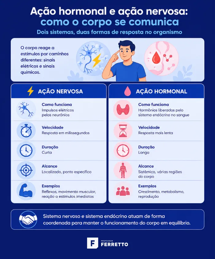 Infográfico traz a diferença entre a ação nervosa no organismo e a ação hormonal provocada pelo sistema endócrino.