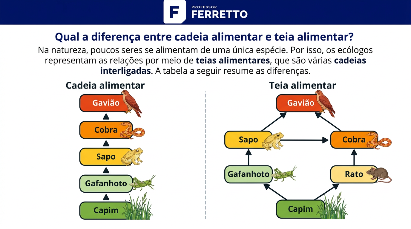 Comparação entre cadeia alimentar linear e teia alimentar com várias ligações entre capim, rato, sapo, cobra e gavião 