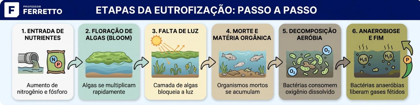 Infográfico das etapas da eutrofização, do excesso de nutrientes à queda do oxigênio e à morte de peixes